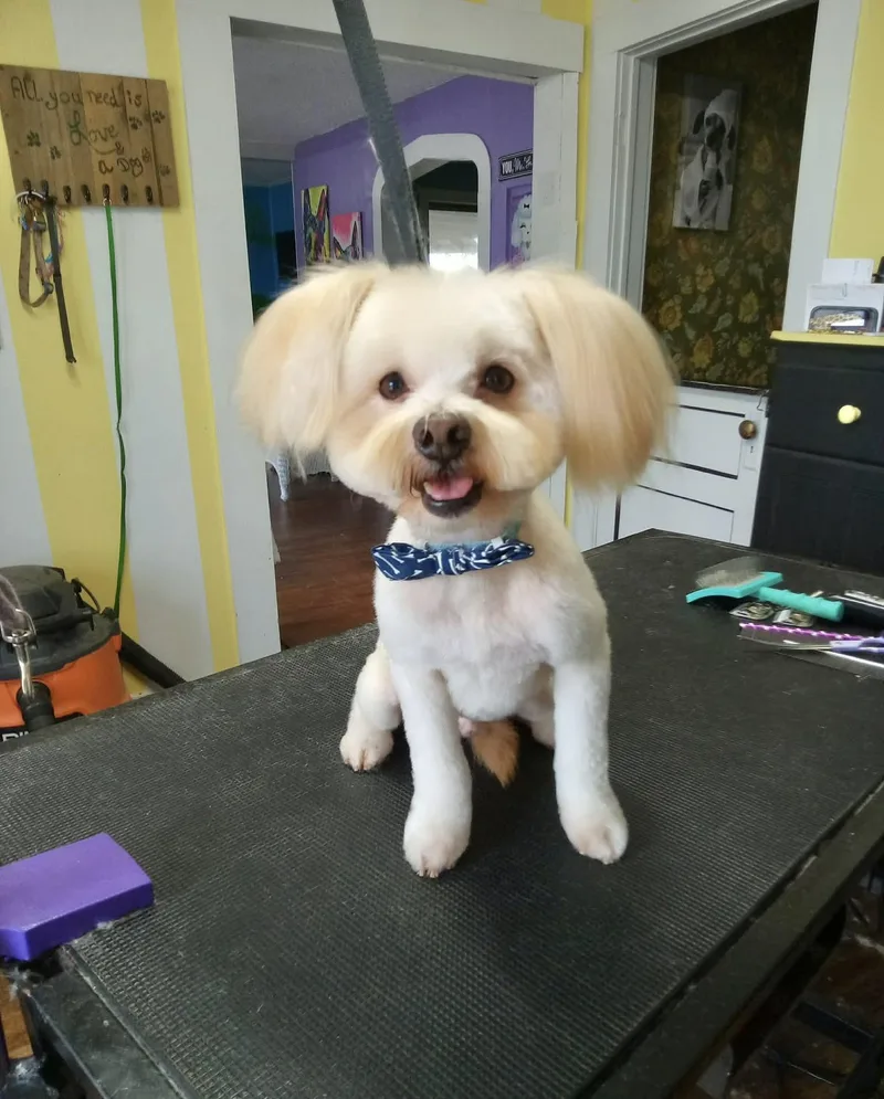 An adult small-sized male Havanese dog named Rio for adoption in Manchester, CT