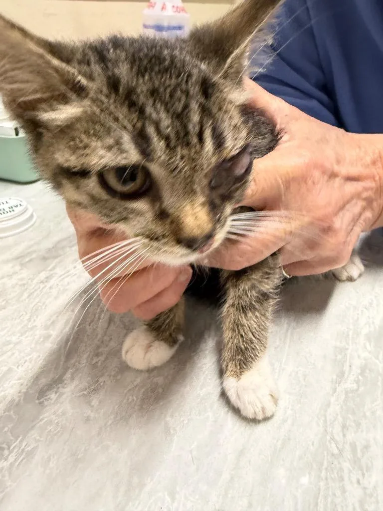A baby medium-sized female Domestic Short Hair cat named Tulip for adoption in Plattsburgh, NY