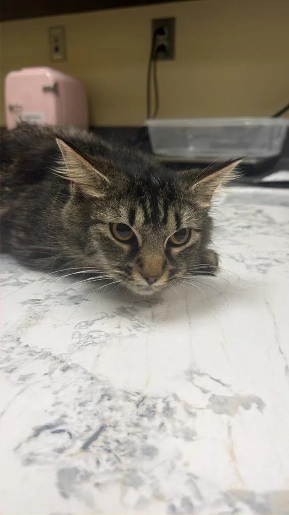 A baby medium-sized female Domestic Short Hair cat named Abba for adoption in Florence, SC