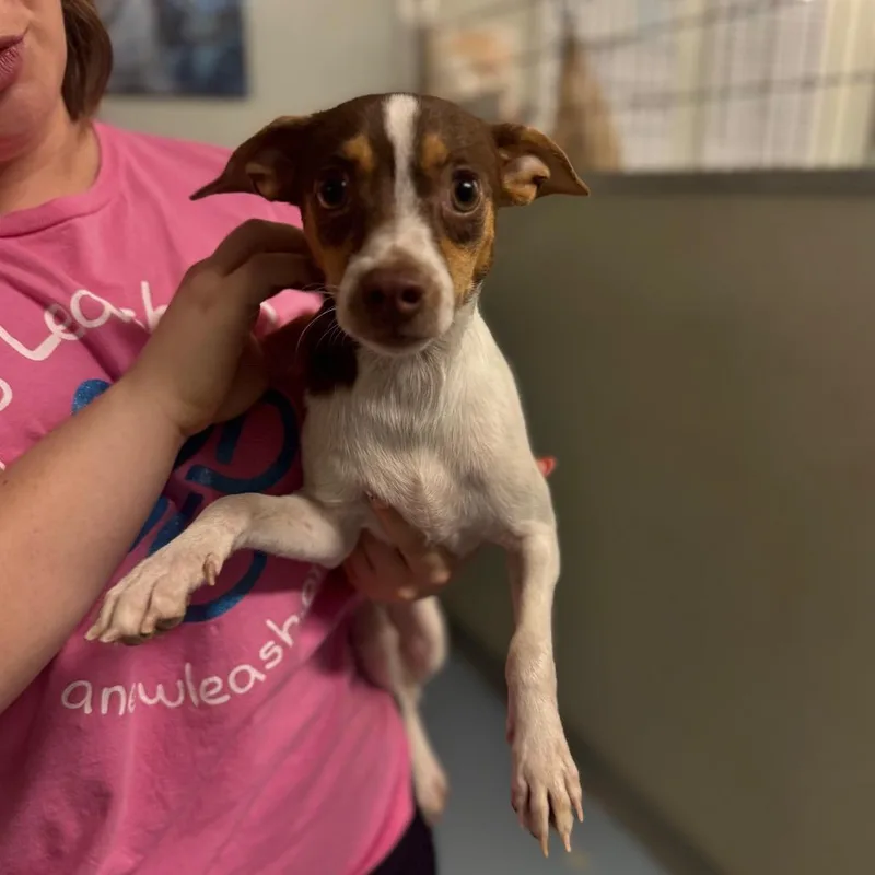An adult small-sized female Brown / Chocolate Chihuahua dog named Velinda for adoption in Brownsboro, AL