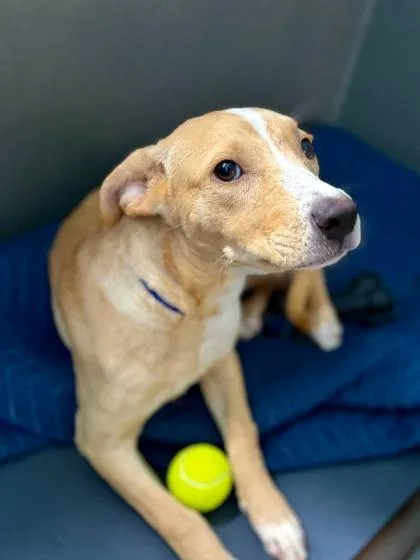An adult medium-sized male Mixed Breed dog named Caramel for adoption in New Orleans, LA