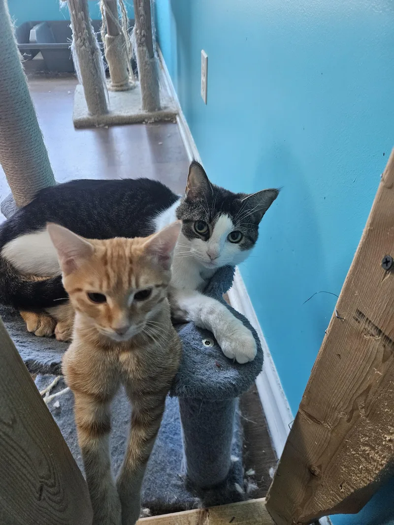 A young medium-sized female Orange / Red Domestic Short Hair cat named Annie for adoption in Moore, SC