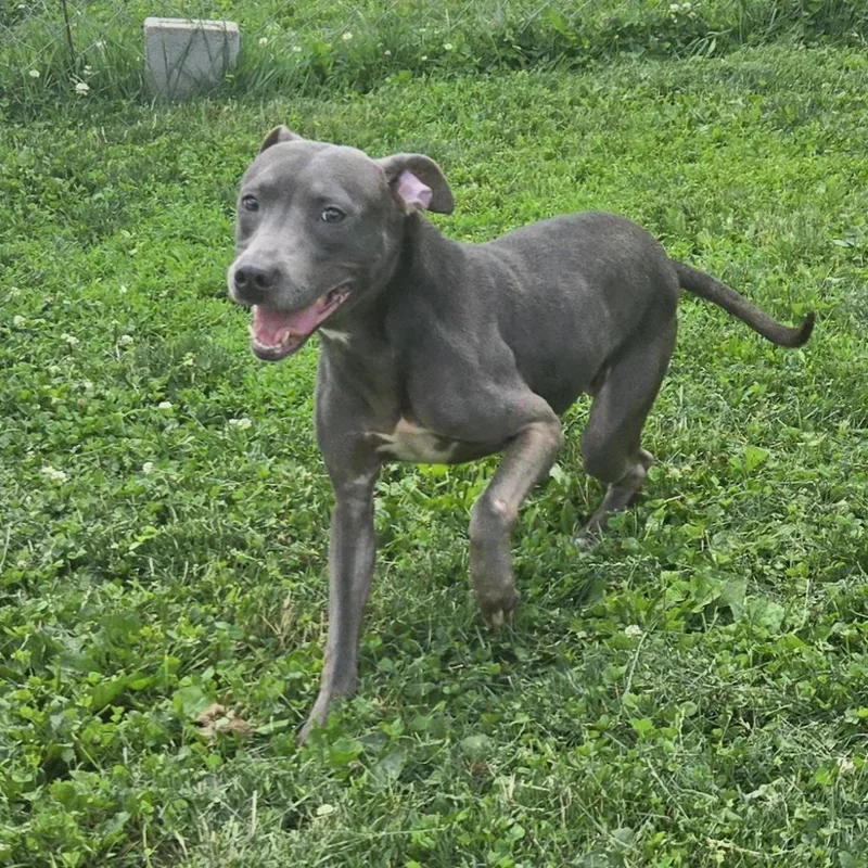 A young medium-sized male Gray / Blue / Silver Pit Bull Terrier dog named Woody for adoption in Xenia , OH