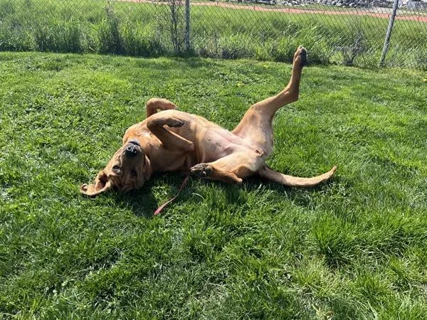 An adult extra large-sized female Bloodhound dog named Riley for adoption in Vancouver, WA