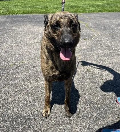 An adult medium-sized female Mixed Breed dog named Ember for adoption in Columbus, IN