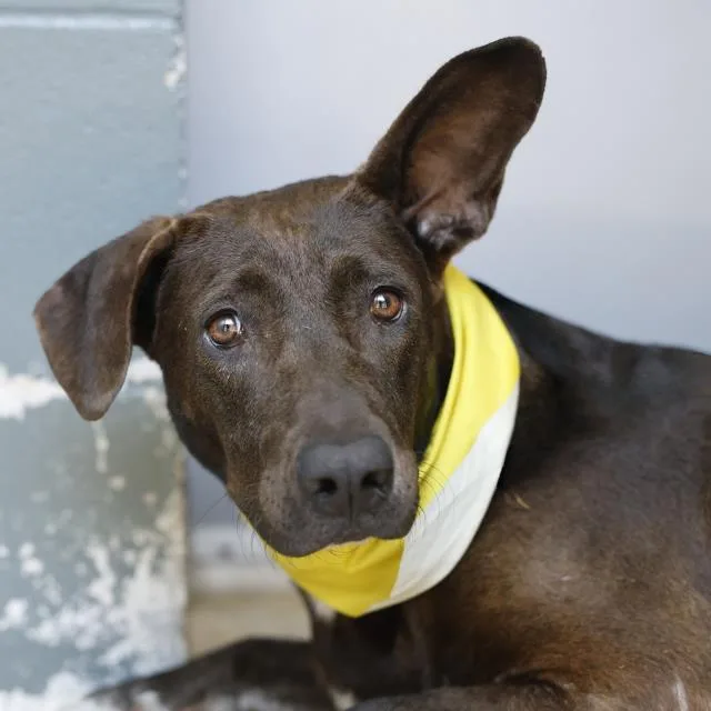 An adult large-sized female Labrador Retriever dog named Taylor for adoption in San Antonio, TX