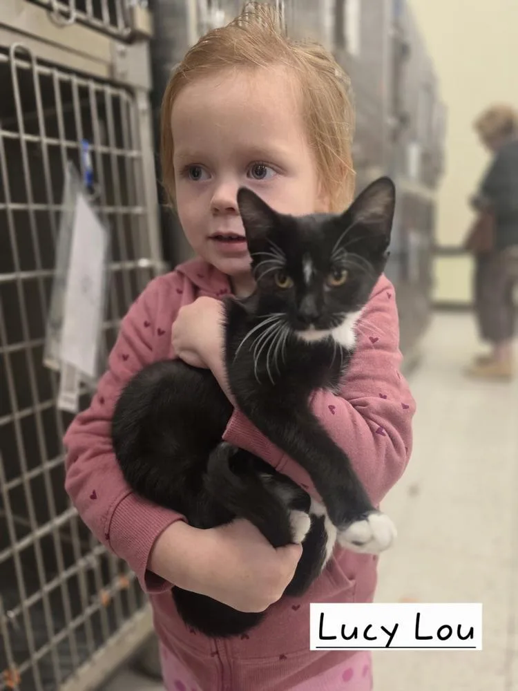 A baby small-sized female Domestic Short Hair cat named Lucy Lou for adoption in Metamora, IL
