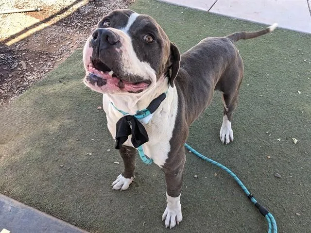 A young large-sized male Pit Bull Terrier dog named Twizzler for adoption in Phoenix, AZ