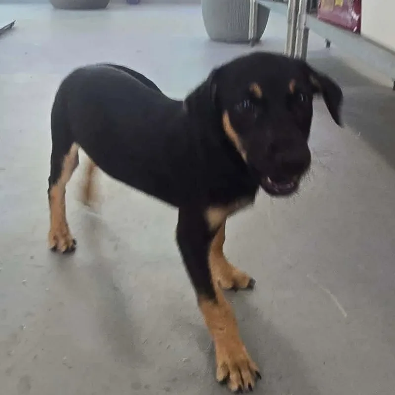 A baby medium-sized male Black Rottweiler dog named Rowlf for adoption in ISABELA, PR