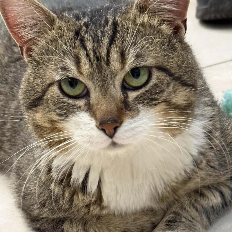 A young large-sized male Domestic Short Hair cat named Dexter for adoption in Plymouth, MA