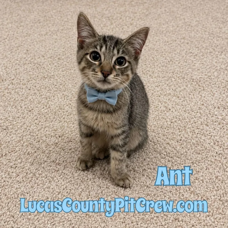 A baby medium-sized male Tabby (Brown / Chocolate) Tabby cat named Ant for adoption in Toledo, OH