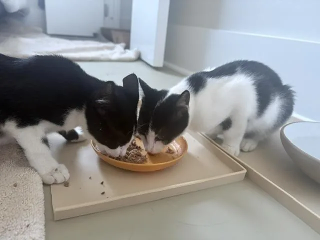 A baby small-sized female Domestic Short Hair cat named Bam & Joker for adoption in North Bergen, NJ
