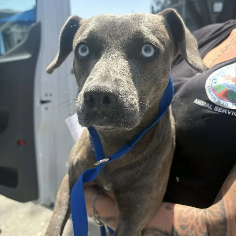 An adult medium-sized female Gray / Blue / Silver Weimaraner dog named Roxy  Chino Hills for adoption in Chino Hills, CA
