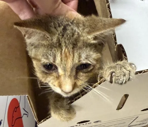 A baby small-sized female Domestic Short Hair cat named Sf for adoption in Lawrenceville, GA