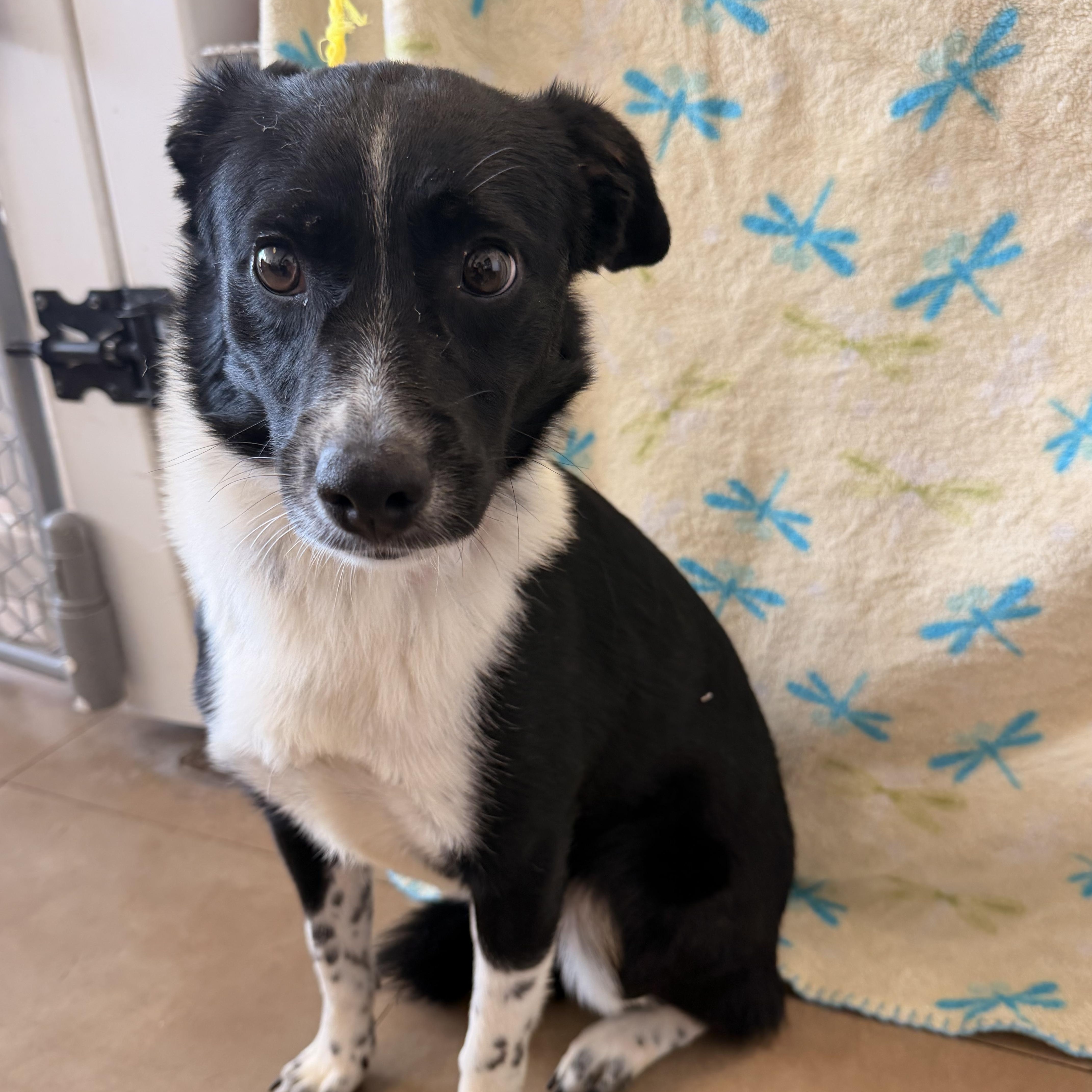 A young small-sized male Black Border Collie dog named Beetlejuice for adoption in Joliet, IL