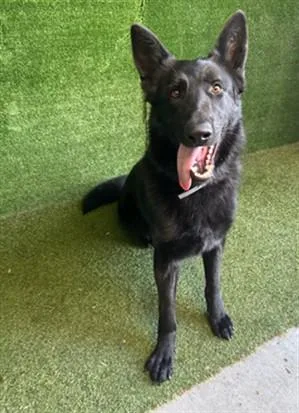 A young large-sized male German Shepherd Dog dog named Rex for adoption in Lancaster, CA