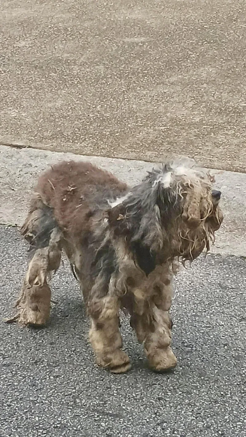 A young small-sized female Gray / Blue / Silver Miniature Poodle dog named Lucy for adoption in Lawrenceville, GA
