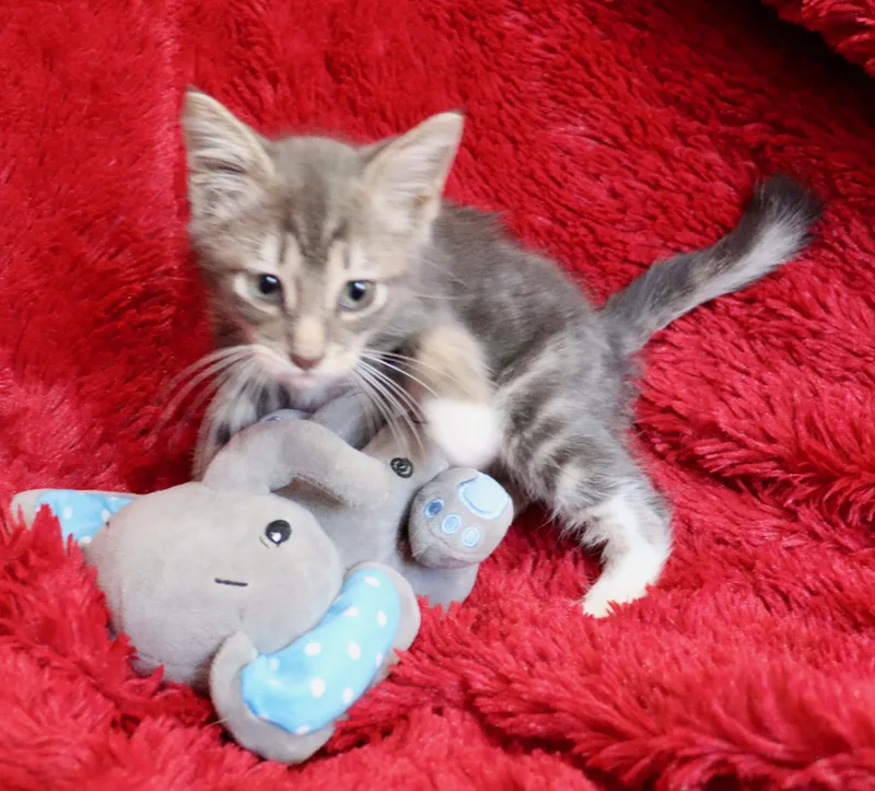 A baby medium-sized male Gray / Blue / Silver Tabby cat named Hampton for adoption in Saint Augustine, FL