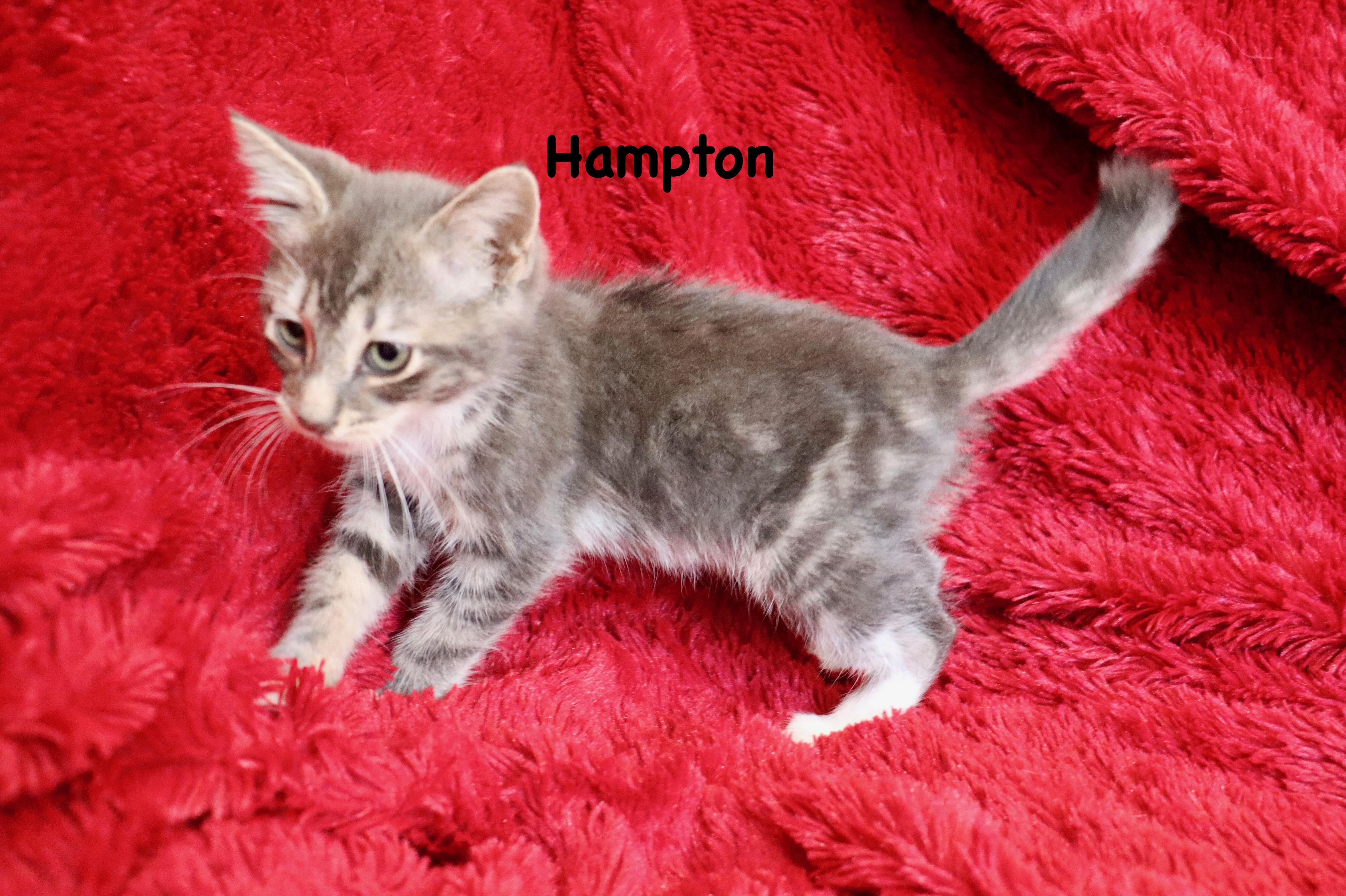 Hampton thumbnail 3