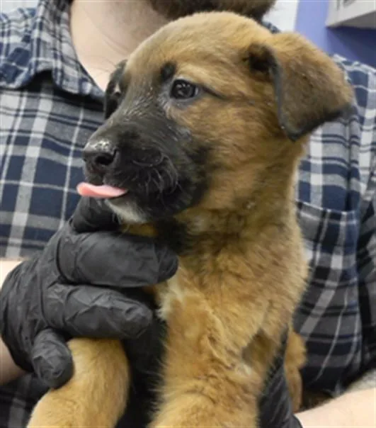A baby small-sized male German Shepherd Dog dog named Caramel for adoption in Omaha, NE