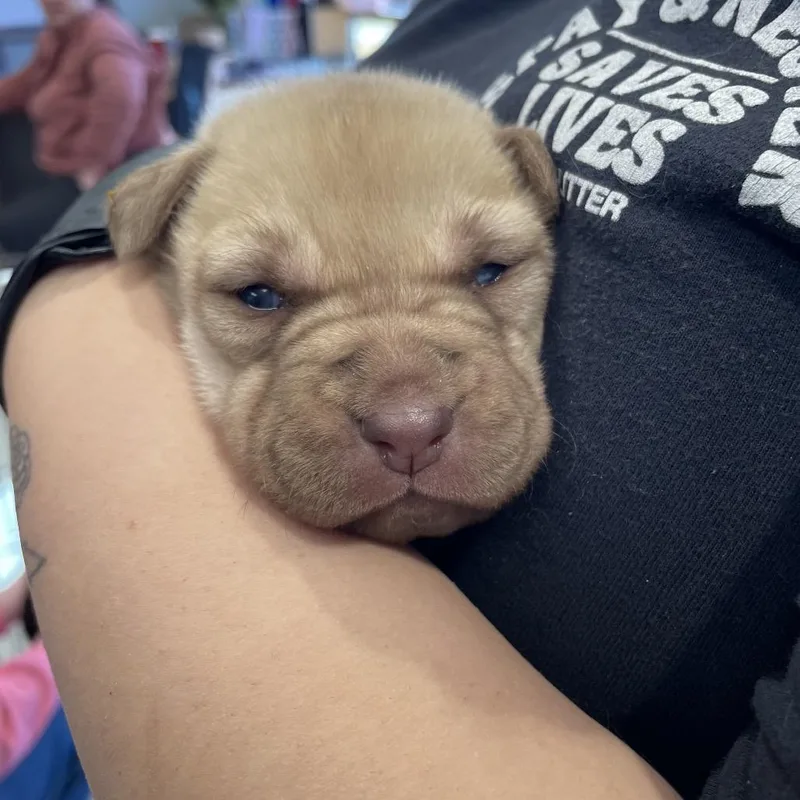An adult medium-sized female Yellow / Tan / Blond / Fawn American Staffordshire Terrier dog named Lilly for adoption in Abilene, TX