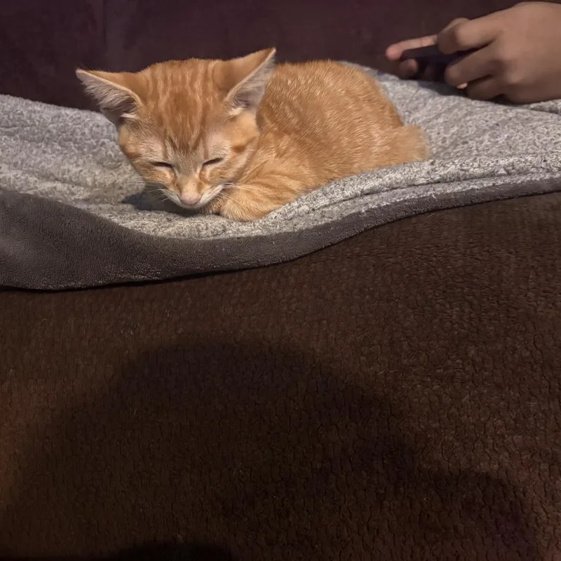 A young small-sized male Orange / Red Domestic Short Hair cat named Mango for adoption in Melbourne, KY