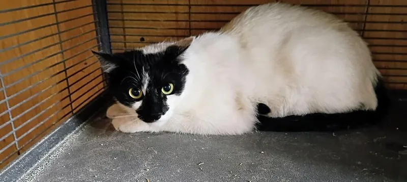 An adult small-sized female Black & White / Tuxedo Domestic Medium Hair cat named Timmy for adoption in Thatcher, AZ