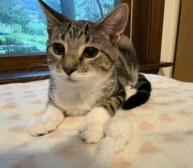 A baby medium-sized female Domestic Short Hair cat named Habenero for adoption in Lancaster, PA