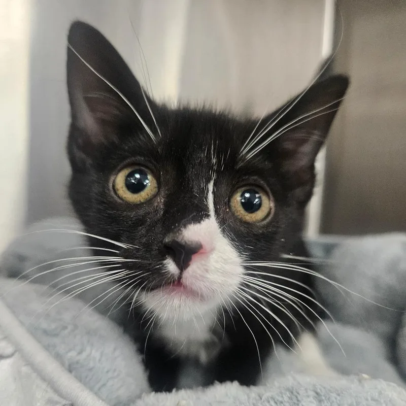 A baby small-sized male Black Domestic Short Hair cat named Guac for adoption in Grantsville, UT