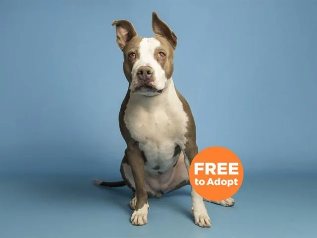 An adult large-sized female Pit Bull Terrier dog named Beatrice for adoption in Phoenix, AZ