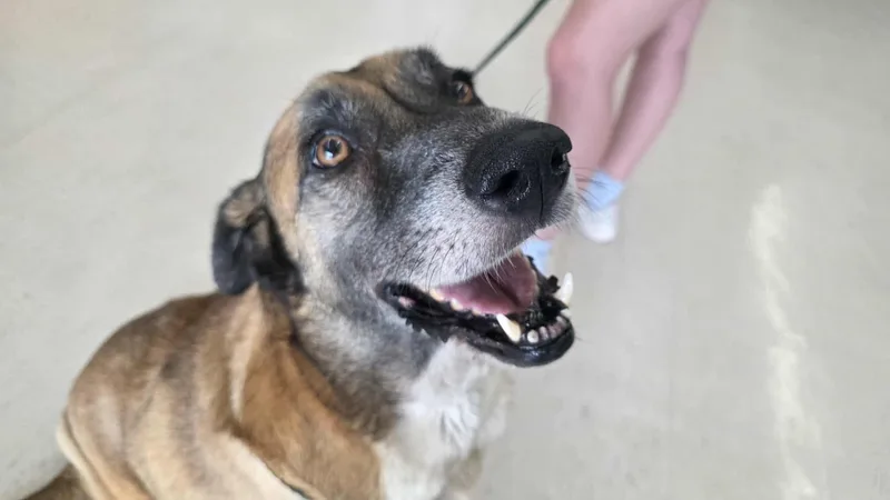 Anastasia