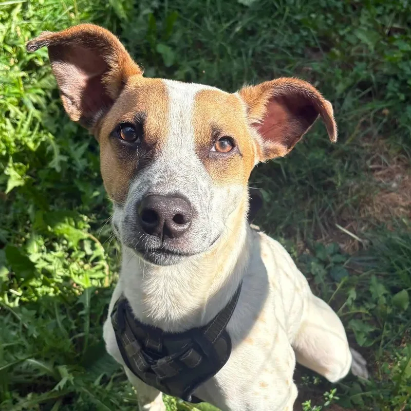A young medium-sized male Cattle Dog dog named Chucky for adoption in Woolwich, ME
