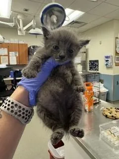 A baby small-sized male Domestic Short Hair cat named Gabe for adoption in Miami, FL