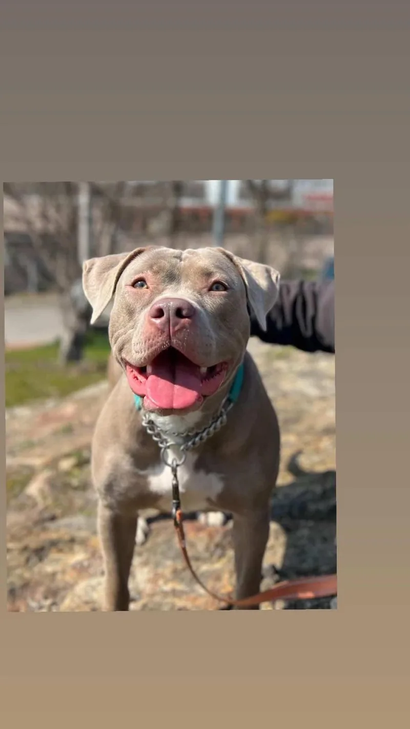 A young large-sized female Apricot / Beige American Bully dog named Xena for adoption in New Rochelle, NY