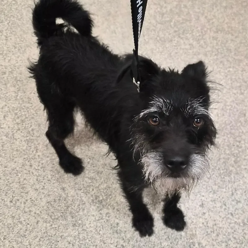 An adult small-sized male Black Mixed Breed dog named Donkey for adoption in Jacksonville, FL