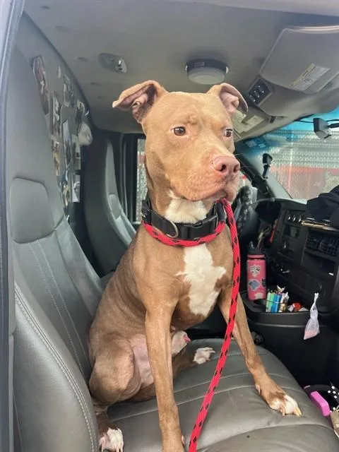 An adult medium-sized male Mixed Breed dog named Jacky Jax for adoption in Jacksonville, FL