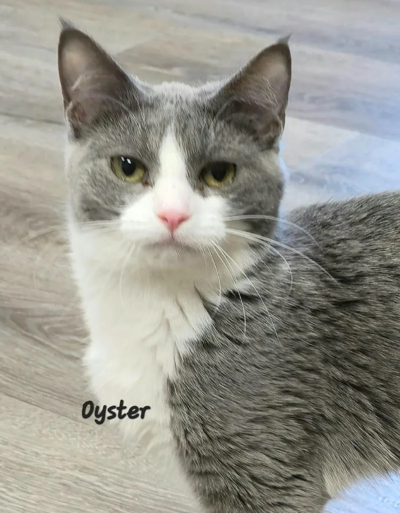 A baby medium-sized female Domestic Short Hair cat named Oyster for adoption in Cedar Rapids, IA