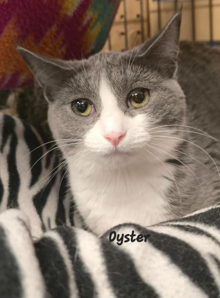 Oyster thumbnail 3