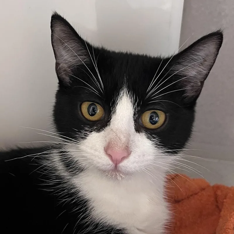 A baby small-sized female Black Domestic Short Hair cat named Janice for adoption in Pittsburgh, PA