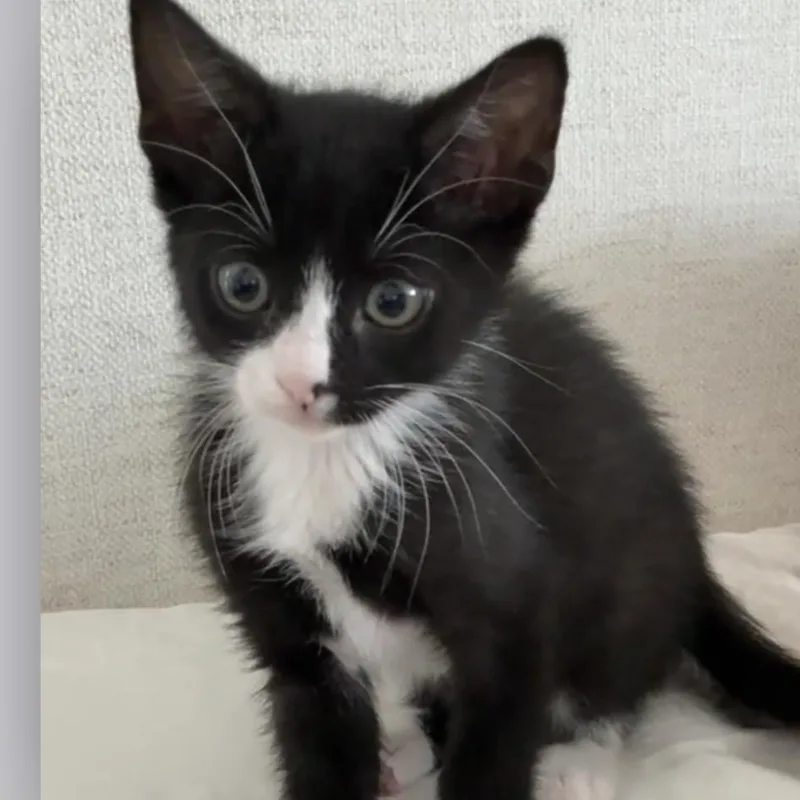A baby small-sized male Black Domestic Short Hair cat named Lincoln for adoption in Houston, TX