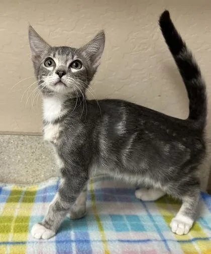 A young small-sized male Domestic Short Hair cat named Ontario for adoption in Phoenix, AZ