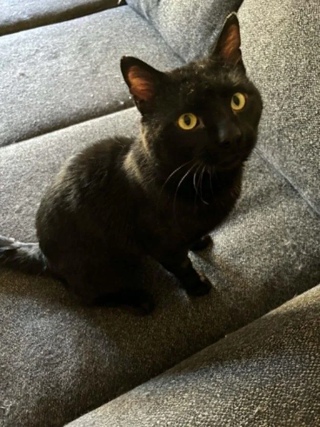 A young medium-sized male Black Domestic Short Hair cat named Picante for adoption in Anchorage, AK