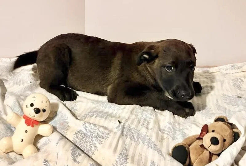 Bubba