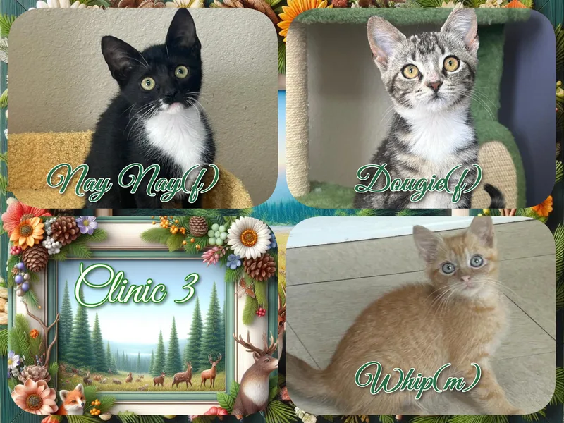 A baby medium-sized female Black & White / Tuxedo Domestic Short Hair cat named Clinic for adoption in Corinth, NY