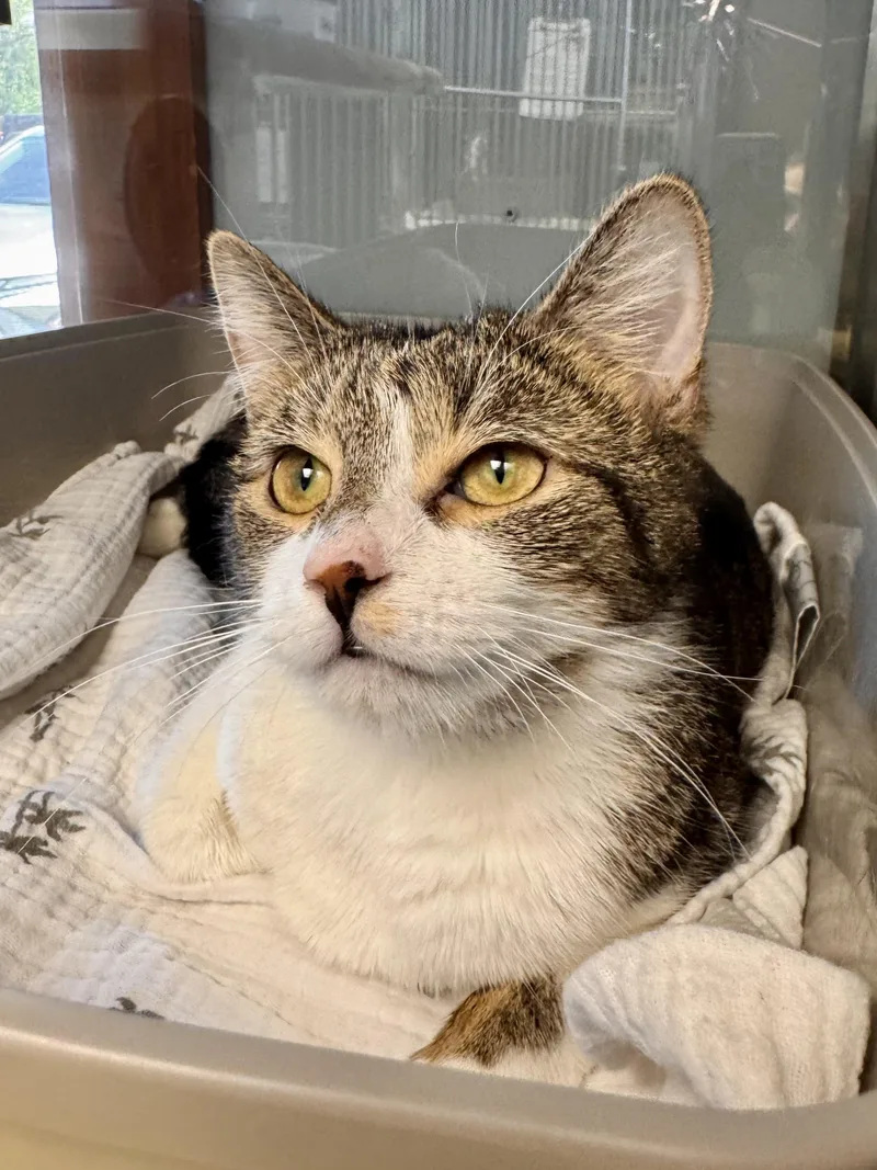 A young medium-sized female Tabby (Brown / Chocolate) Domestic Short Hair cat named Etsy for adoption in Midland, MI
