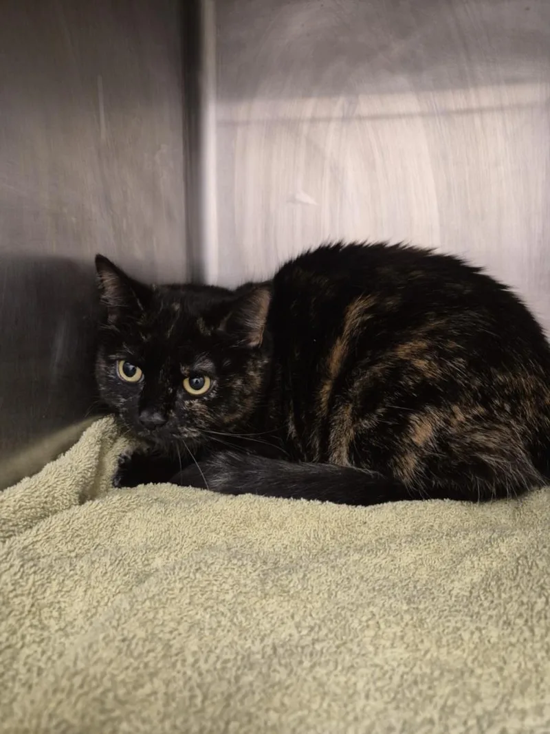An adult medium-sized female Domestic Short Hair cat named Lady for adoption in Hagerstown, MD