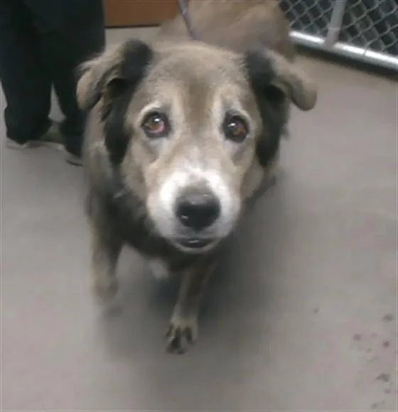 A senior large-sized male Labrador Retriever dog named Jax for adoption in Phoenix, AZ