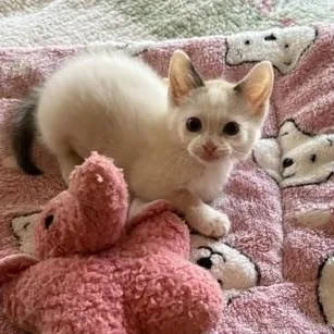 A baby medium-sized female Domestic Short Hair cat named Percy for adoption in Solon, IA