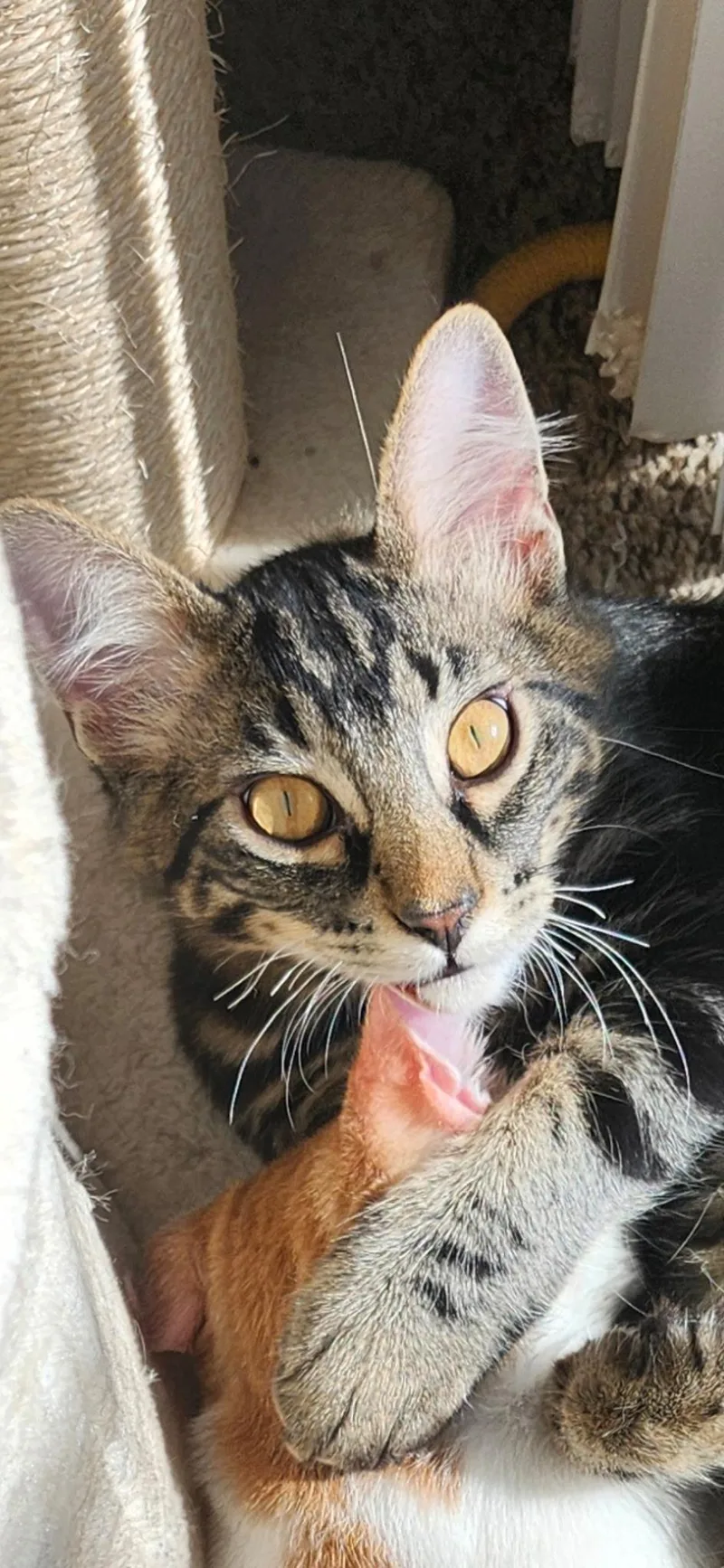 A baby medium-sized male Orange & White Tabby cat named Romeo  Rowdy & for adoption in Redwood City, CA
