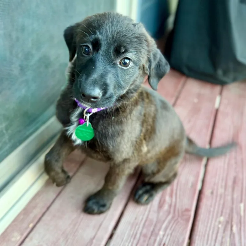 A baby small-sized female Black Mixed Breed dog named Phase for adoption in Buffalo, MN